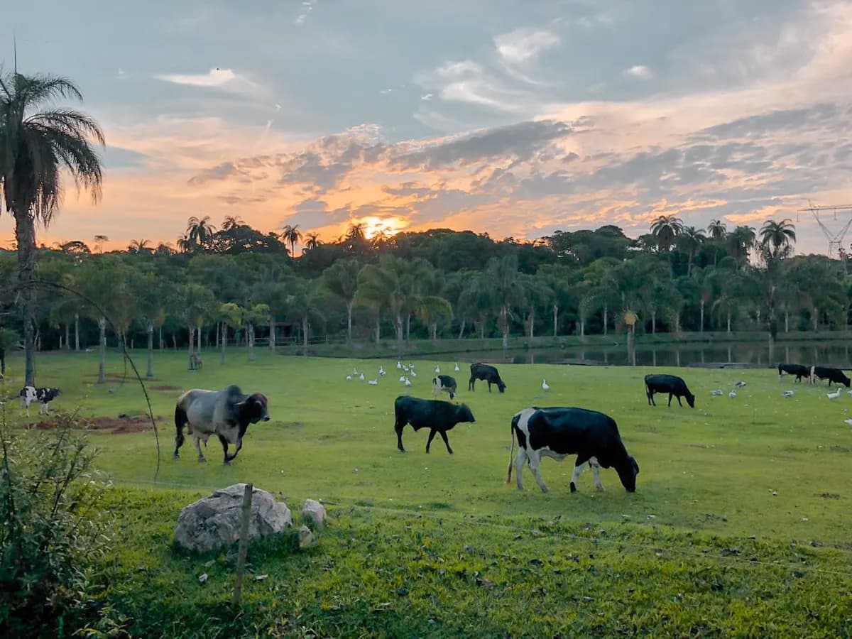 Hotel Fazenda Igarapés